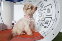 Собачья будка от Samsung: «двушка» с джакузи и беговой дорожкой